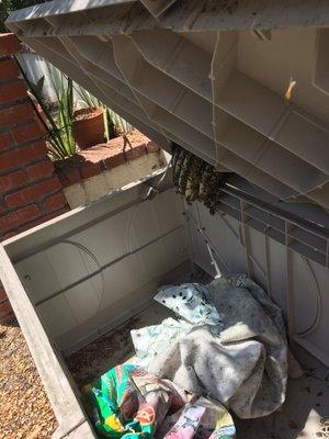 A fast forming bee hive under the storage bin lid-a dark, safe and accessible spot for the bee colony.