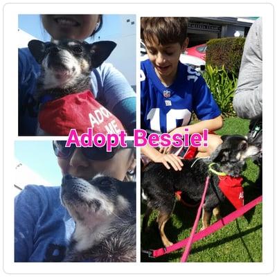 Weekly volunteer opportunity at Santa Monica adoption. Bessie is a mellow adult chi mix ready for walks and snuggles!