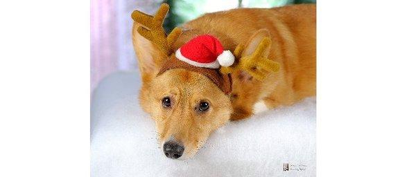 Quincy the Corgi is patiently waiting for the party season to start!