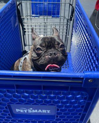 Enzo loves his Fairfield PetSmart!