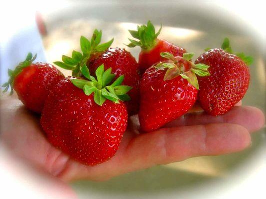 Our sweet strawberries kick off spring for us at Barnhill Orchards!