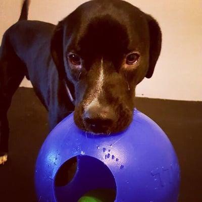 Porter playing with toys at doggy day care!