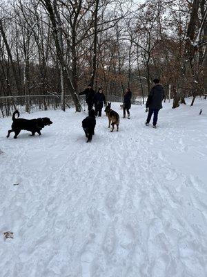 Dogs at play: Minnehaha off leash dog park