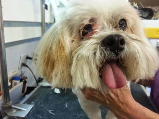 Carla Mae all smiles while she was being groomed.