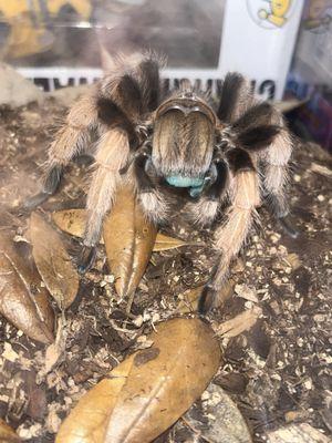 This is Pluto (Aphonopelma chalcodes)