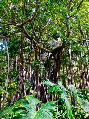 this Banyan tree is over 110 years old