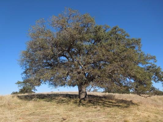 Oak Tree Specialists