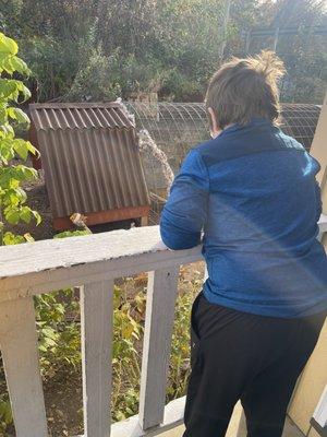 My son feeding the chickens and ducks.