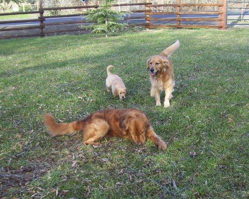 Golden Arrow Goldens