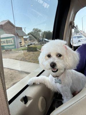 Koko after getting groomed. We asked for a short cut because it's really hot.