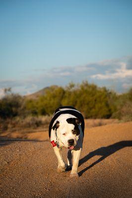 Maricopa County Animal Care & Control