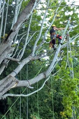 Rob removing a problem branch that had split and was ready to come down.  Great Job!