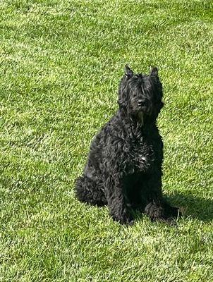 This was our dog before a grooming appointment. He was bathed and combed out