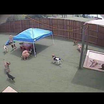 That's my beagle on the doggie cams!