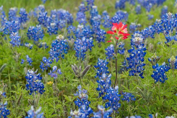 Bluebonnets!