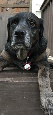 Maggie, our Catahoula Leopard Dog