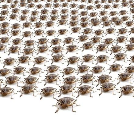 Its that time again when those lovely smelly stink bugs start making their way into your home...POWER SPRAY YOUR HOME!