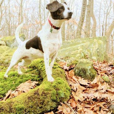 A Jack Russell points standing on a mossy root on his daily dog walk.