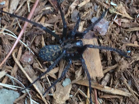 This is a Hobo Spider