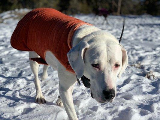 Miss Charlie hiking