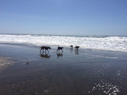 One pack of the K9 Rockstars at the beach!