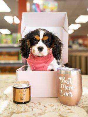 Cavalier King Charles Spaniel