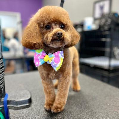 Honey Bear loving her fresh spring look at Sirius Pet Styling in Las Vegas!