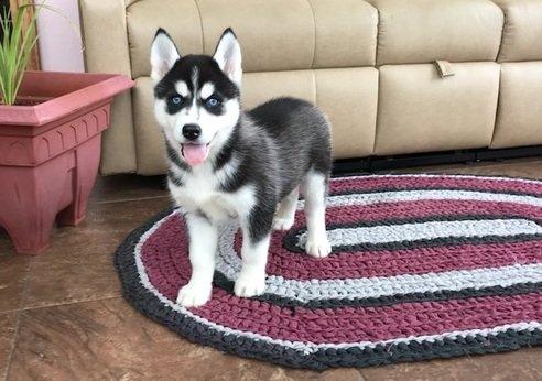 MALE HUSKY PUPPY