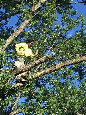 Tree remove