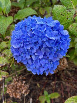 Hydrangeas in the fall... soooo byoooootiful!!