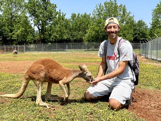 Getting to feed kangaroos....priceless!