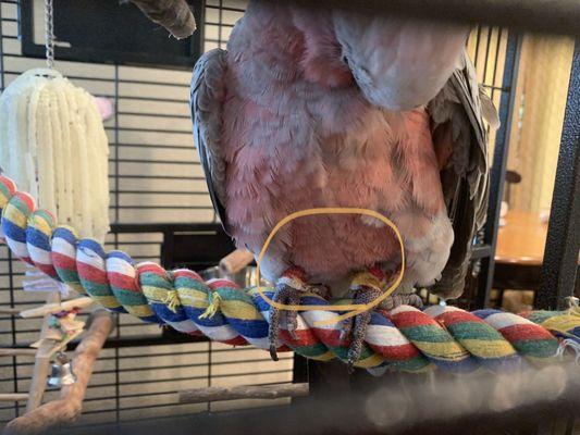 Parrot ankles wounded after failed blood sampling by vet