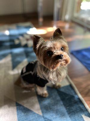 Caine fresh out of his grooming.