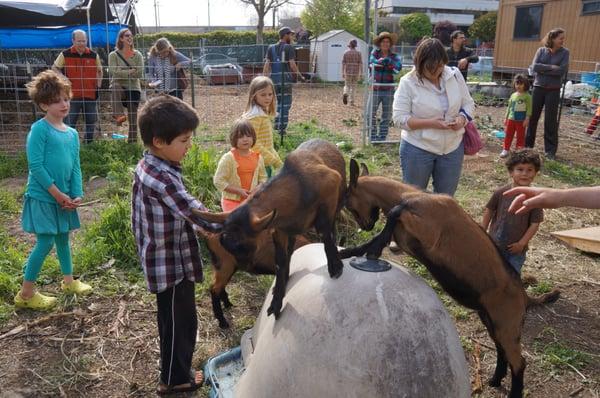 Kids and goats!