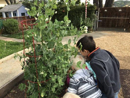 Harvesting carrots at Montessori in Motion.