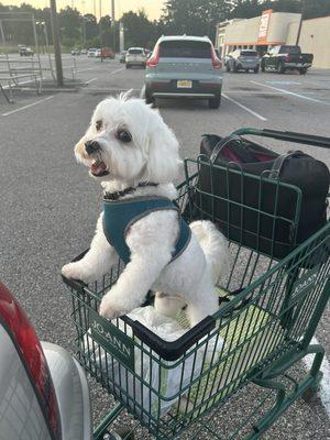 Nash finishing up a trip to Joann's Fabrics for quilting supplies.