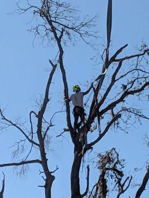 Arborist in tree