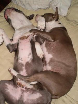 Tyler (left) and Daisy Mae (right) - and yes, they really sleep like this most nights.