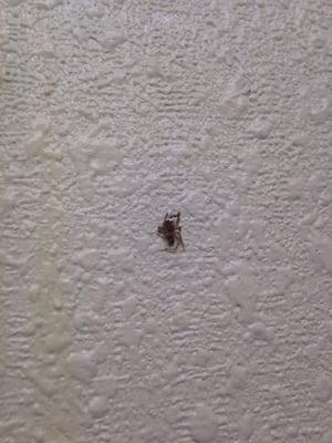 Crushed spider on the wall when we entered.