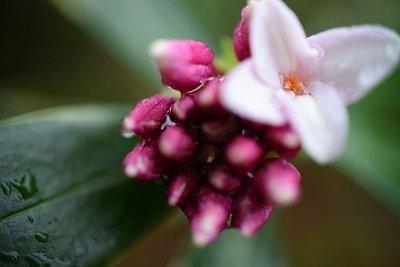 The sweet smell that wafts through the air in Spring can be attributed to Daphne--a heavenly scent