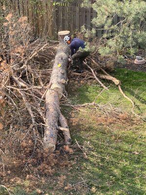 Cutting the trunk