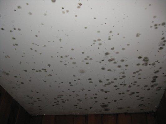 Mold growing on ceiling.