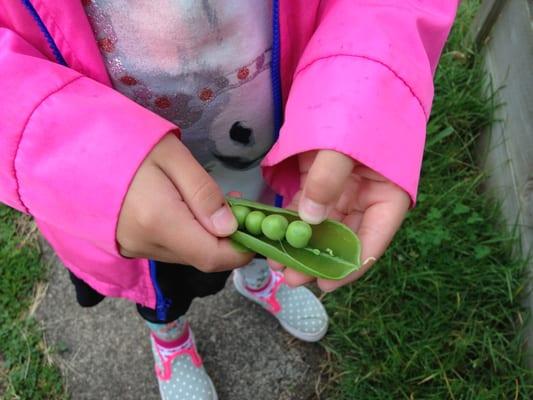 Harvesting our sweet delicious peas!