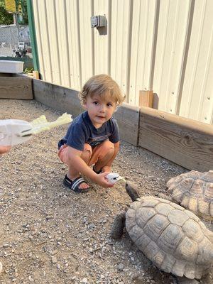 Feeding the turtles!