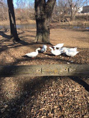 Feeding the geese!