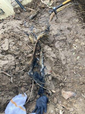 Roots pulled out of sewer line cause of backup