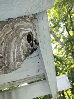 Large Bald Faced Hornets nest we treated and removed.