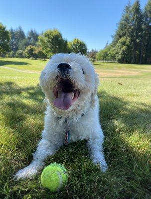 Loves playing fetch!