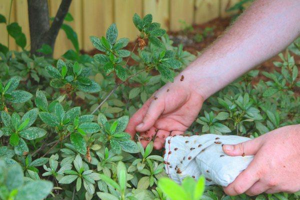 We offer natural and environmentally friendly options for insect control whenever possible. This is a beneficial insect release of ladybugs.