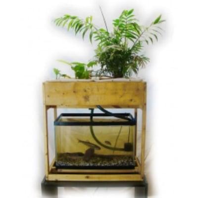 Aquaponic fish tank topper! Want one?